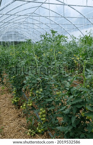 many vegetable plants grow in the greenhouse