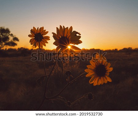 Warm Sunset with Sunflower Field