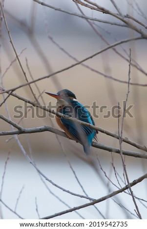 Kingfisher searching for food in its natural environment, nature background, wildlife elements