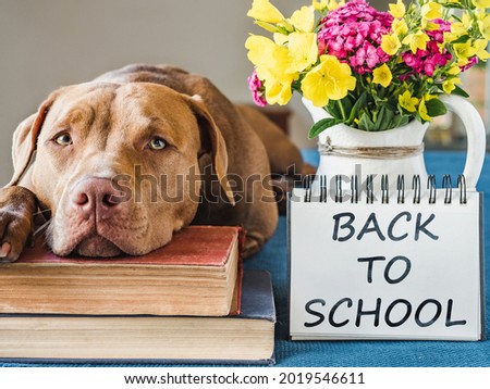 Lovable, adorable puppy chocolate color and vintage books. Close-up, isolated background. Studio photo, day light. Concept of care, education, obedience training and raising of pets