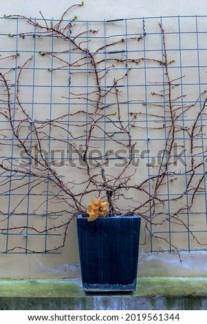 climbing plant in a tub on a metal lattice near a stone wall in early spring in the German town of Basharach