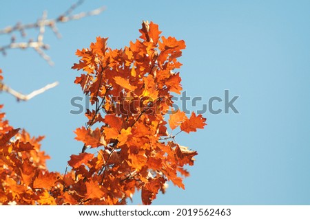 Close-up of an oak branch with orange leaves against a blue sky