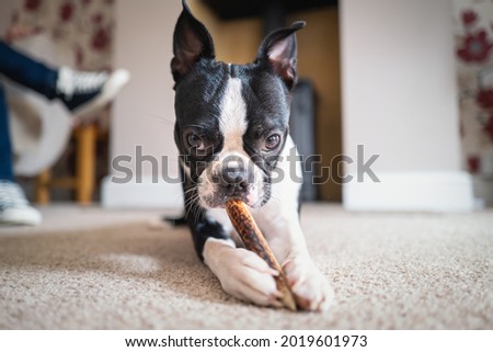 Boston Terrier puppy lying on the floor chewing a stick, looking at the camera. 