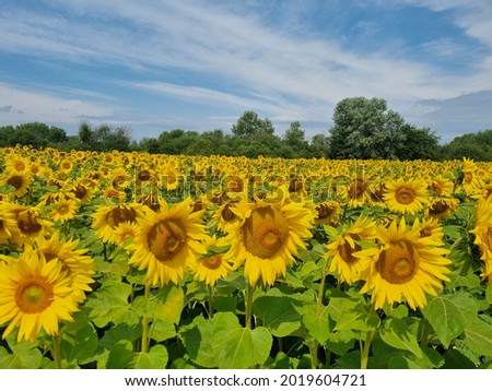 Sunflower plantation and blue sky