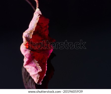 Close up red leaf, black background