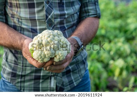 Man holding a whole raw organic cauliflower in his hands. Fresh vegetables. Harvest. Vegetarian and vegan food. Selective focus