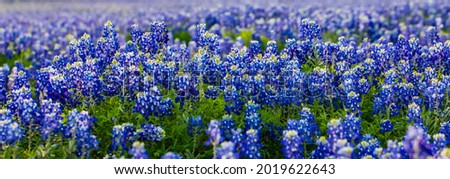 Beautiful blue bonnets in Texas blossoming at the perfect time of year Royalty-Free Stock Photo #2019622643