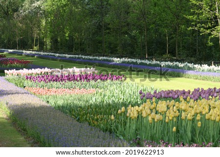 Park setting of paths, multiple tulip varieties and other spring flowers.