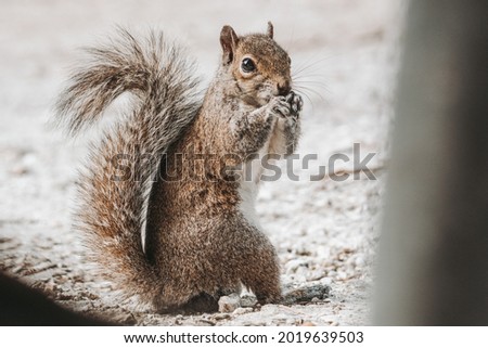 Squirrel eating in a park 