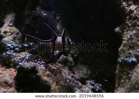 exotic fish under the sea in the dark