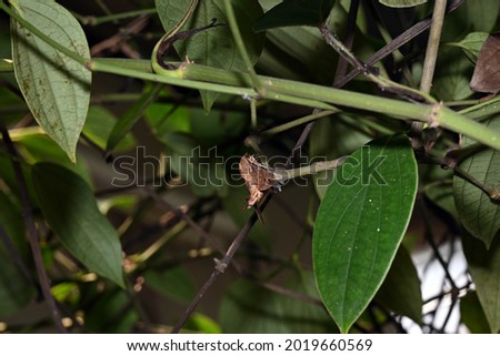 photo of a Macroglossum stellatarum (Hummingbird hawk-moth) resting in the shade of a pepper tree in the hot dry season