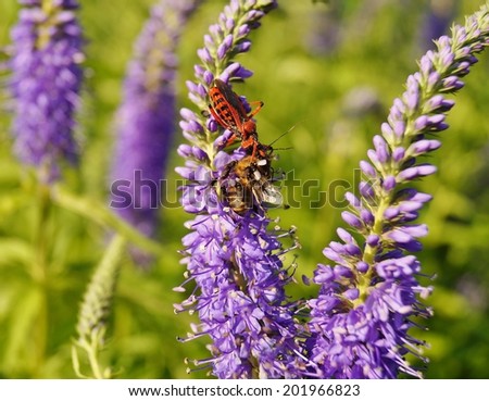 Rhynocoris Iracundus devouring a dead bee - (Rhynocoris iracundus) - Veronica spicata, speedwell spicatum
