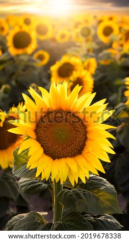 A field with blooming sunflowers at a beautiful sunset. Natural floral background with yellow sunflowers. Atmospheric evening landscape. 