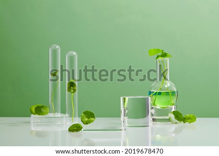 Green Background Centella asiatica for Biological experiment presentation Centella asiatica leaves, green water in biological test tubes. Production of cosmetics based on Centella asiatica. Showcase Royalty-Free Stock Photo #2019678470