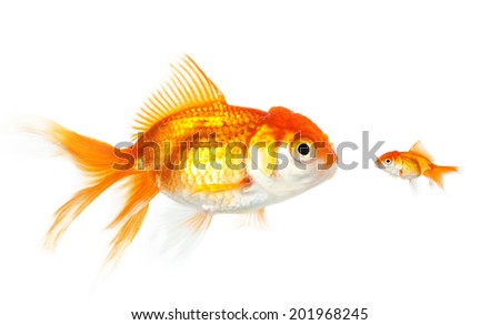 Meeting of large and small goldfish, isolated on white