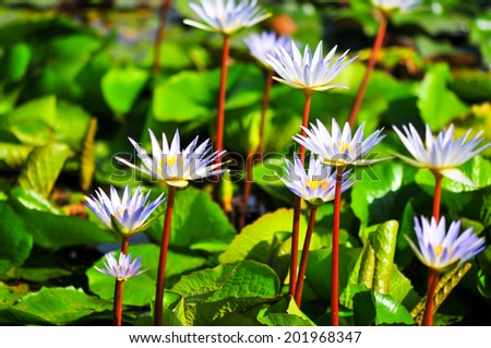 water lily lotus flower in the pond