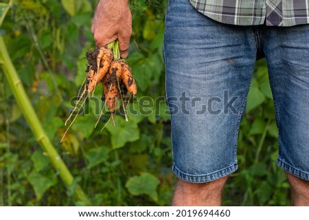 Farmer male holding fresh orange carrots in her hands, close-up, organic fruits. The concept of a garden, cottage, harvest