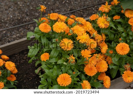 Summer Flowering Bright Orange Flower Heads on a Common Marigold Plants (Calendula officinalis) Growing in a Herbaceous Border in a Country Vegetable Garden in Rural Devon, England, UK