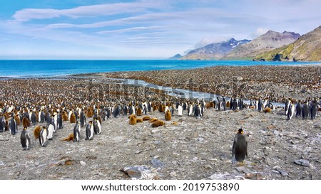 St. Andrews Bay on South Georgia Island, where thousands of king penguins (Aptenodytes patagonicus) congregate on a rocky beach near a glacial stream running into the Atlantic Ocean.
