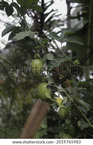 The passion fruit (Markisa, Passiflora) hanging on a tree in the garden. Tropical fruits stock images.