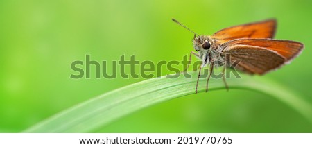 magnificent butterfly sitting on a green blade of grass close up