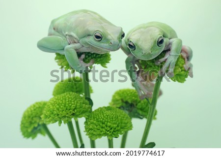 Two dumpy frogs (Litoria caerulea) resting on a wildflower.