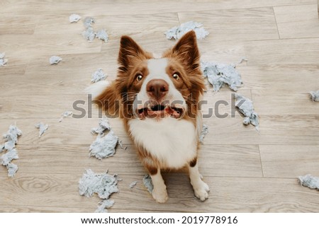 Border collie dog destroying a pillow on living romm with guilty expression. separation anxiety disorder concept Royalty-Free Stock Photo #2019778916