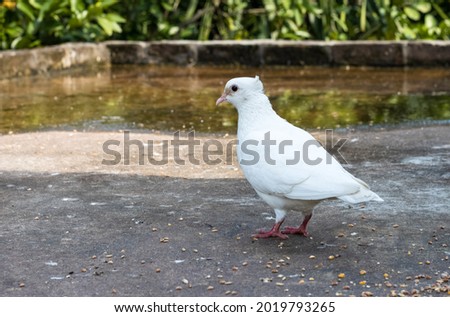A white pigeon standing alone on the rooftop