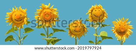 Set of smiling sunflowers  like a happy family isolated on blue background for cheerful positive concepts.