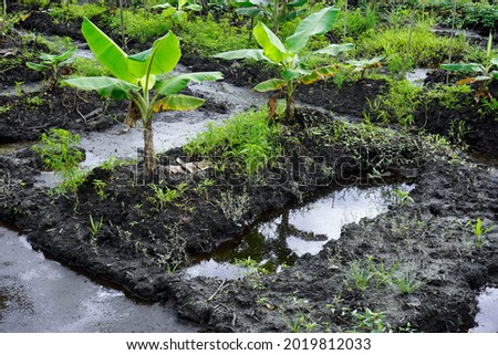 Complete photo of agricultural technology in swampy land by making ditches or water ditches so that the soil is drier for planting bananas, kale, which can thrive               Royalty-Free Stock Photo #2019812033