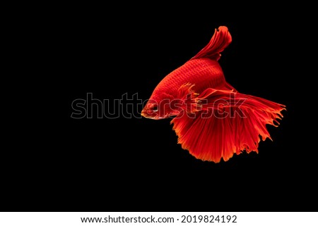 Halfmoon Betta fighting fish in Thailand on isolated black background. The moving moment beautiful of red Siamese betta fish with copy space.
