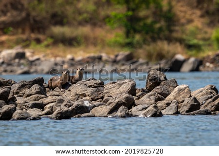 Smooth coated otter or Lutrogale perspicillata a vulnerable animal species of Mustelidae family pair with eye contact on rocks in river during safari at forest of central india