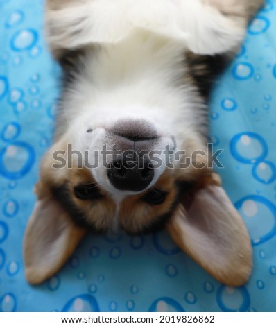 Corgi sleeps upside down on a cooling mat. Satisfied corgi tricolor puppy. Happy puppy smiling