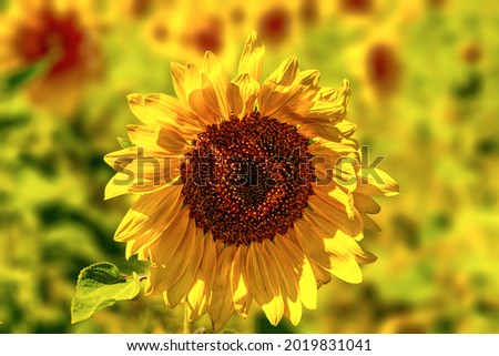 Sunflower close up on field. field of blooming sunflowers Summertime landscape. Picture of beautiful yellow sunflower on blured background. Selective focus