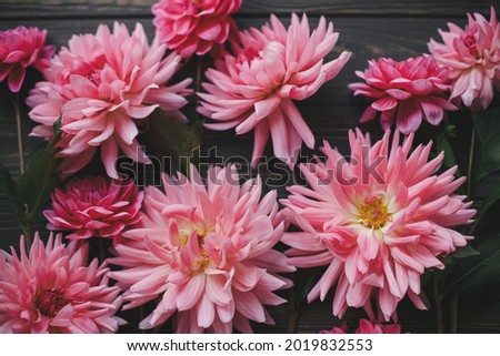Beautiful pink dahlias flowers composition on rustic wood flat lay. Floral card. Beautiful Autumn wallpaper. Autumn flowers on dark wooden background. Seasons greetings.