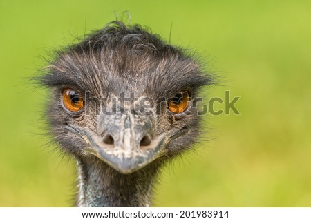 Portrait of Australian Emu (Dromaius novaehollandiae) Royalty-Free Stock Photo #201983914