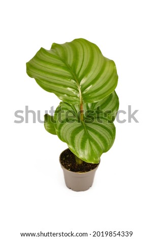 Exotic 'Calathea Orbifolia' houseplant with large round leaves with stripes in flower pot isolated on white background