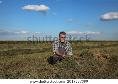 Farmer or agronomist examine hay of clover plant in field after harvest 