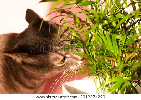 Tabby cat eating houseplant. Domestic cat nibbling on green plant. House cat smelling or sniffing a plant in a flowerpot. Royalty-Free Stock Photo #2019876290