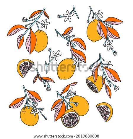 Sunny grapefruits or lemons in abstract modern style, summer vector illustrations set, isolated on white background