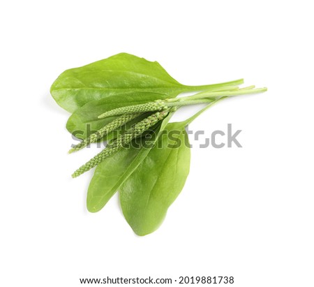 Leaves and seeds of broadleaf plantain on white background, top view. Medicinal herb Royalty-Free Stock Photo #2019881738