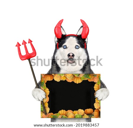 A dog husky in red horns holds a devil trident and a black blank poster for Halloween. White background. Isolated.