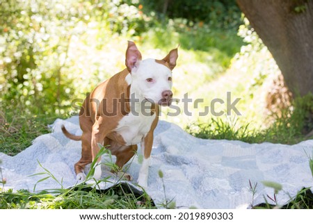 A beautiful brown and white Pitbull dog in a forest. Running. Action picture. 