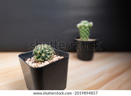 Cactus in two black plastic pots empty in uneven planes, one clear and the other blurred.