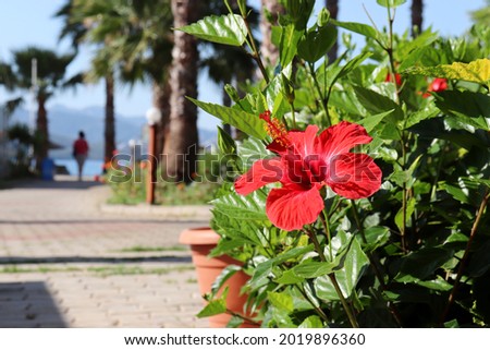 View through the hibiscus flower to the tropical resort with palm trees. Vacation on sea coast, summer holidays on paradise nature