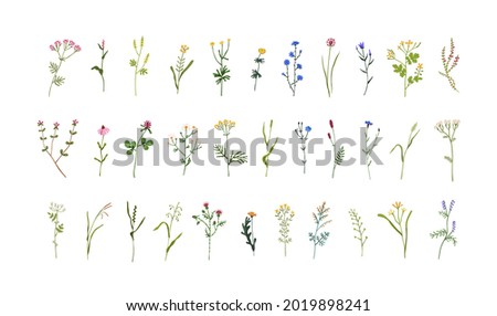 Set of field and meadow wild flowers. Botanical design elements of blooming wildflowers with leaves. Floral clip art sprigs. Decorative herb plants. Colored flat vector illustration isolated on white