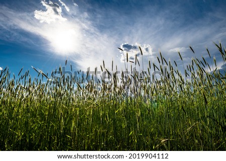 Wheatfield With Green Ears And Clouds