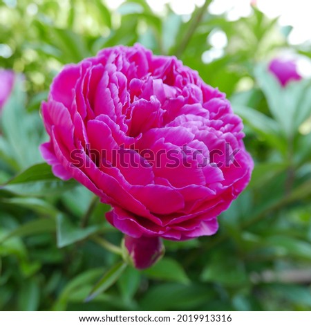 Beautiful close up of pink peony captured in the woods