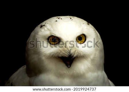 Closeup of Snow Owl portrait - Bubo Scandiacus