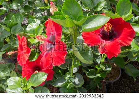Tropical plant pot sale in green market, stock photo